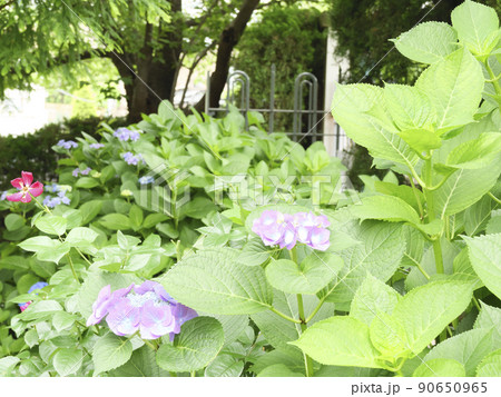 異国情緒溢れる神奈川県横浜市中区山手の外交官の館洋館 90650965