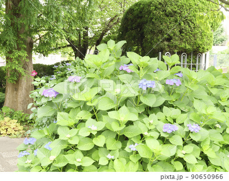 異国情緒溢れる神奈川県横浜市中区山手の外交官の館洋館 90650966