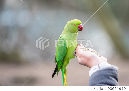 Parakeets of London. Feral parakeets in Great Britain 90651049