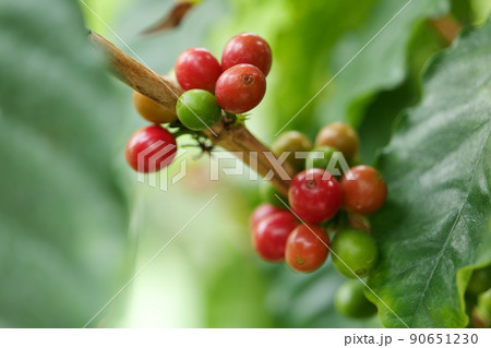 コーヒーの木 豆 花 ブルーマウンテン コーヒーの木 豆 花 ブルーマウンテン 90651230