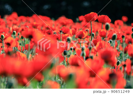 【北海道中富良野町】春の彩りの畑・オリエンタルポピー 【北海道中富良野町】春の彩りの畑・オリエンタルポピー 90651249