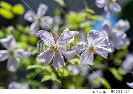 クレマチスプリンスチャールズ 90651414