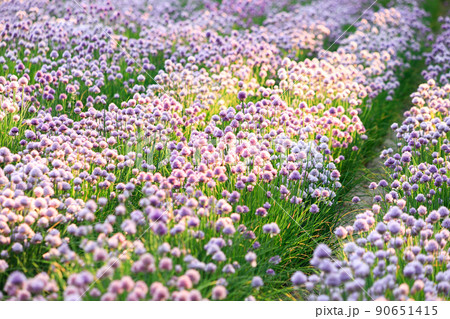 【北海道中富良野町】春の彩りの畑・チャイブ 90651415