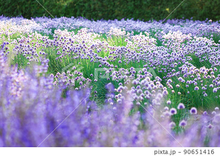 【北海道中富良野町】春の彩りの畑・チャイブ 90651416
