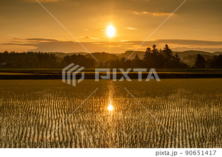 【北海道中富良野町】日の出と水田 90651417