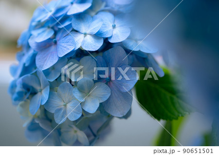 紫陽花が綺麗に咲き誇る梅雨の季節　6月 90651501