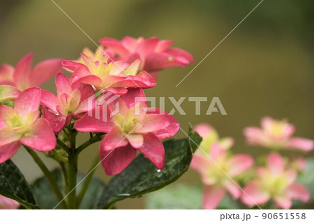 紫陽花の花・雨の日 紫陽花の花・雨の日 90651558