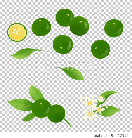 Shikuwasa 的手繪插圖 90652975