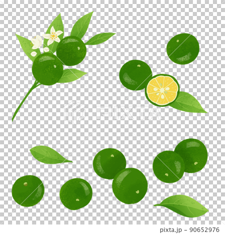 Shikuwasa 的手繪插圖 90652976