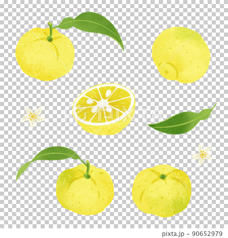 柚子の手描きイラスト 90652979