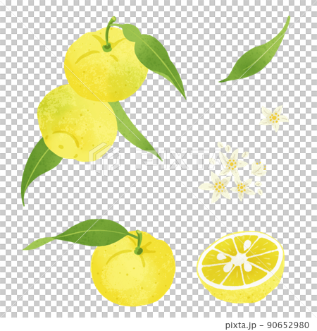 柚子の手描きイラスト 90652980