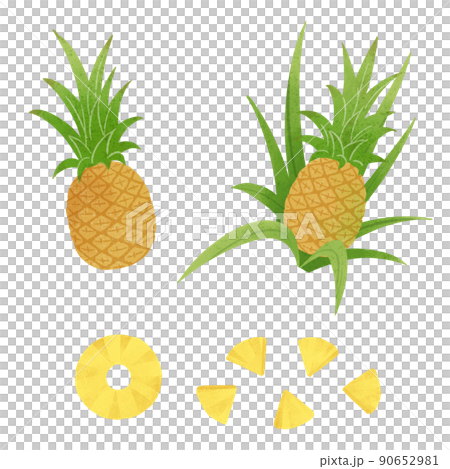 菠蘿的手繪插圖 90652981