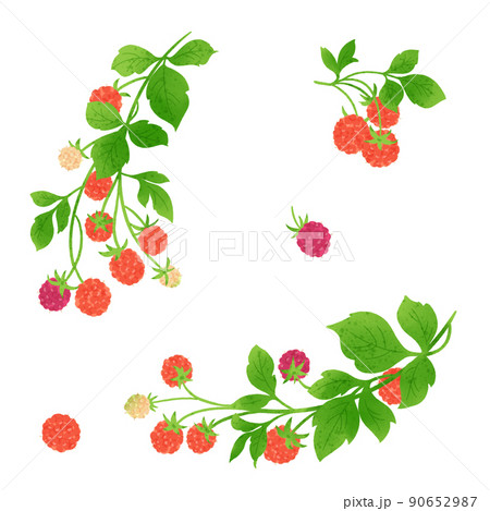 ラズベリーの手描きイラスト 90652987