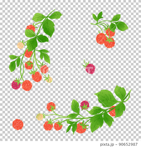 ラズベリーの手描きイラスト 90652987