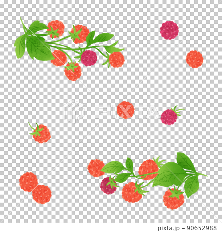 ラズベリーの手描きイラスト 90652988