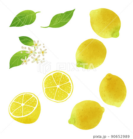 レモンの手描きイラスト 90652989