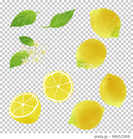 レモンの手描きイラスト 90652989