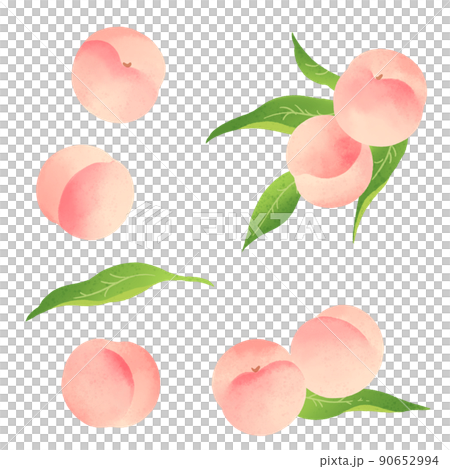 白桃の手描きイラスト 白桃の手描きイラスト 90652994