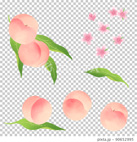 Hand drawn illustration of white peach and peach blossom 90652995