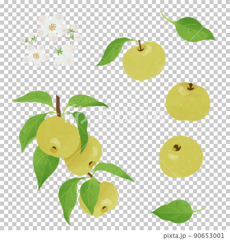 梨の手描きイラスト 90653001