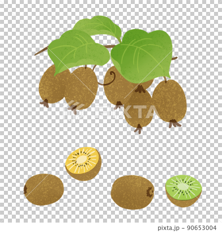 奇異果的手繪插圖 奇異果的手繪插圖 90653004