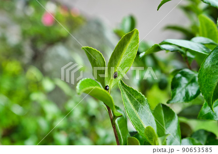 羽化直後のフタツボシテントウと蛹の抜け殻 椿の葉の裏で 羽化直後のフタツボシテントウと蛹の抜け殻 椿の葉の裏で 90653585