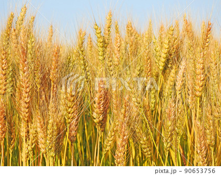 初夏に黄金色に輝く収穫前の小麦 初夏に黄金色に輝く収穫前の小麦 90653756