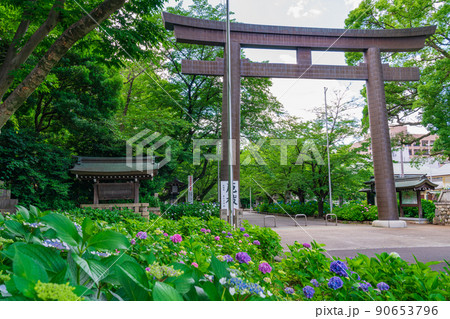 愛知縣護國神社、満開のあじさい〈愛知県名古屋市〉 愛知縣護國神社、満開のあじさい〈愛知県名古屋市〉 90653796