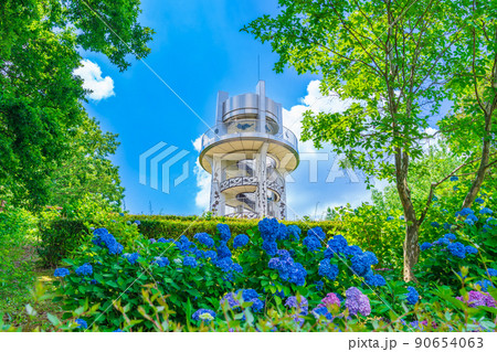 市民四季の森、満開のあじさい〈愛知県小牧市〉 90654063