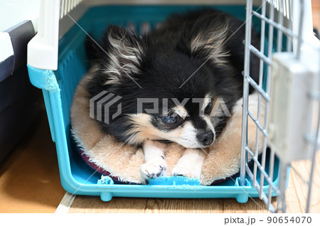 犬用キャリーケースの中でまどろむ犬 チワワ 犬用キャリーケースの中でまどろむ犬 チワワ 90654070