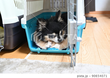 犬用キャリーケースの中でまどろむ犬 チワワ 犬用キャリーケースの中でまどろむ犬 チワワ 90654071