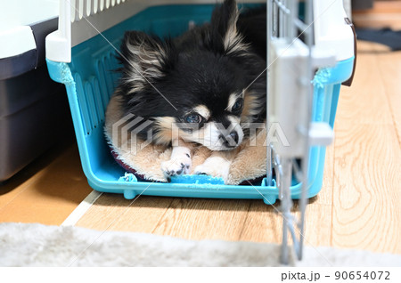 犬用キャリーケースの中でまどろむ犬 チワワ 犬用キャリーケースの中でまどろむ犬 チワワ 90654072
