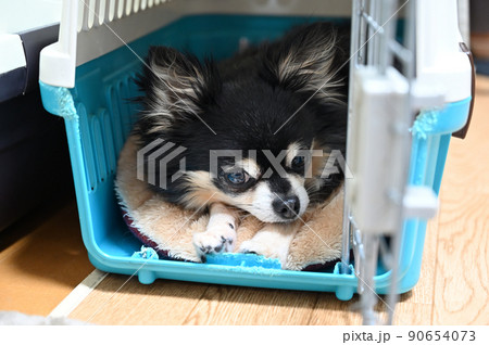 犬用キャリーケースの中でまどろむ犬のアップ チワワ 犬用キャリーケースの中でまどろむ犬のアップ チワワ 90654073