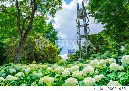 市民四季の森、満開のあじさい〈愛知県小牧市〉 90654076