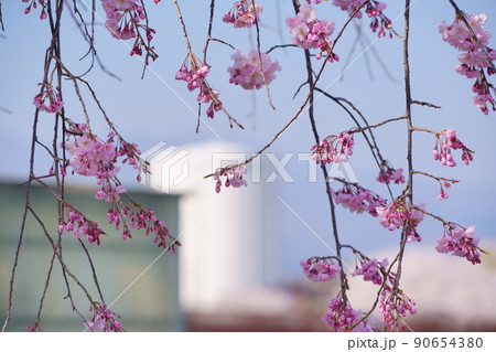 波志江沼環境公園 桜の花 波志江沼環境公園 桜の花 90654380