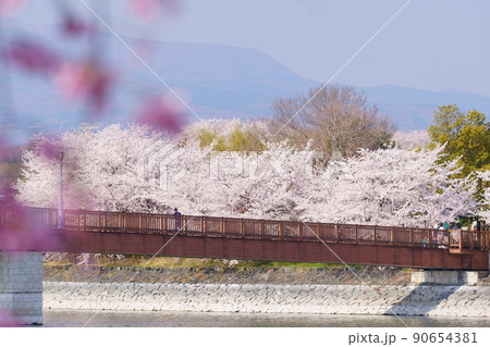 波志江沼環境公園 桜の花 波志江沼環境公園 桜の花 90654381
