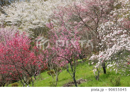 長野県上水内郡小川村高府　小川アルプスライン沿いの桜と花桃 90655045