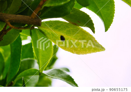 椿の葉の裏にテントウムシの蛹を発見 90655175