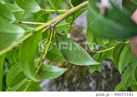 椿の葉の裏にテントウムシの蛹を発見 椿の葉の裏にテントウムシの蛹を発見 90655183