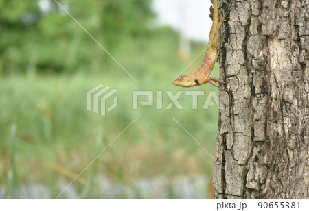 chameleon hanging on tamarind tree in garden chameleon hanging on tamarind tree in garden 90655381