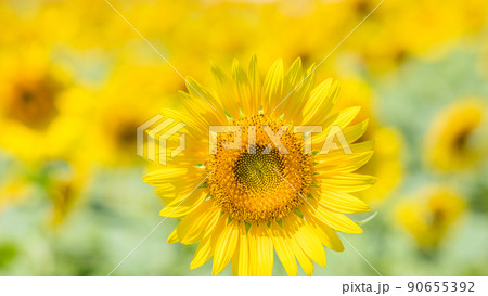 【神奈川県】元気に咲くひまわり ※向日葵 【神奈川県】元気に咲くひまわり ※向日葵 90655392