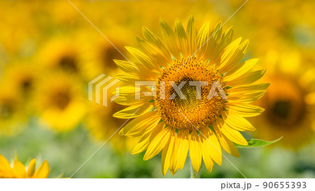 【神奈川県】元気に咲くひまわり　※向日葵 90655393