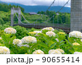 【秦野戸川公園】紫陽花と風の吊橋 90655414