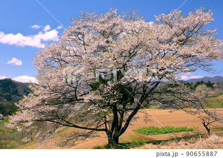 長野県上水内郡小川村瀬戸川　小川アルプスライン沿いの一本桜と冠雪した北アルプス山脈の景色 90655887