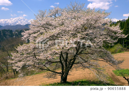 長野県上水内郡小川村瀬戸川　小川アルプスライン沿いの一本桜と冠雪した北アルプス山脈の景色 90655888