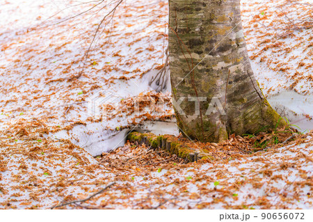 【新緑素材】新緑のブナ林・根開け【長野県】 90656072