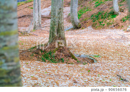 【新緑素材】新緑のブナ林・根開け【長野県】 【新緑素材】新緑のブナ林・根開け【長野県】 90656076