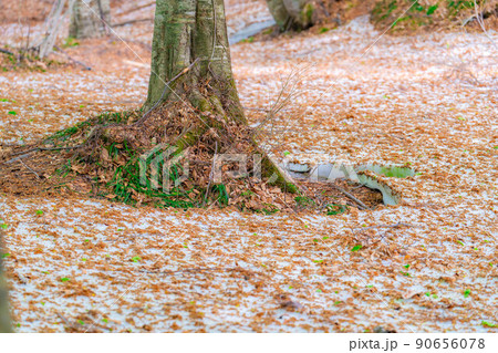 【新緑素材】新緑のブナ林・根開け【長野県】 【新緑素材】新緑のブナ林・根開け【長野県】 90656078
