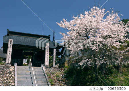 長野県上水内郡小川村稲丘 小川アルプスライン沿いの寺院高山寺山門と桜 長野県上水内郡小川村稲丘 小川アルプスライン沿いの寺院高山寺山門と桜 90656500