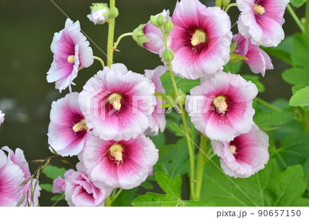 タチアオイ 90657150